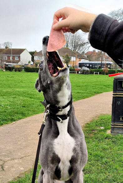 A large blue greyhound girl with a white chest patch stretches upwards jaws wide open to reach a piece of ham that a human is dangling above her head,.