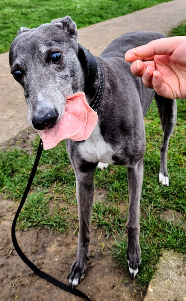 Head on view of a large blue greyhound girl with a white chest patch, She has a large piece of thin ham in her mouth.