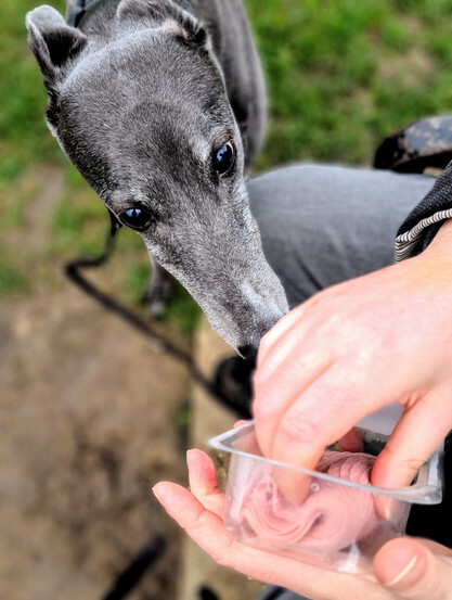 A blue greyhound girl stares intently at a human's hand as they open a packet to sliced ham.