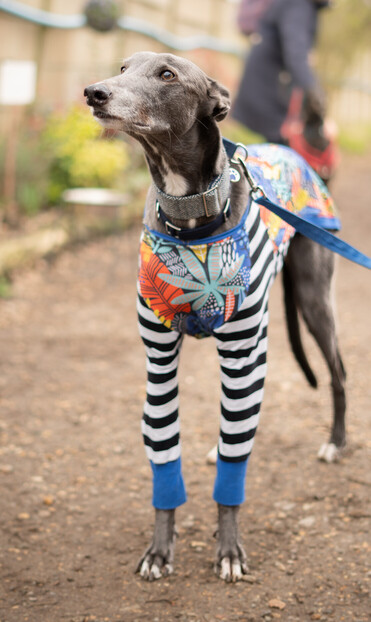 A large blue greyhound boy wearing a very colourful tight fitting coat with long legs. The leg part has horizontal navy and white stripes and the rest has a psychedelic pattern including marjuana leaves.
