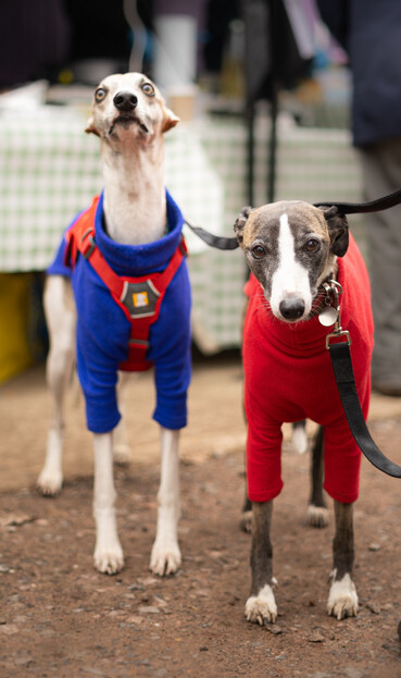 A pair of whippets standing facing the camera head on.
On our left is a taller, thinner boy in light brindle and white, wearing a dark blue fleece coat with red harness making him look slightly like a canine Superman.
On our right is a shorter dark brindle and white girl wearing a red fleece coat.