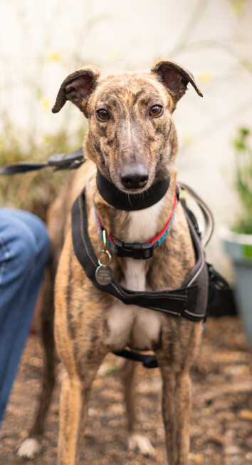 A small dark brindle greyhound girl standing facing the camera head on.