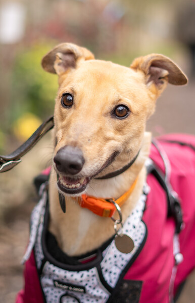 A very small fawn coloured greyhound girl standing facing the camera wearing a pink waterproof coat and a white harness with black spots.