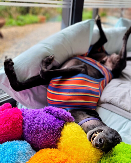 A large black greyhound boy laying upside down on a dog bed with his legs going in all directions. His head is nearest the camera and his jaws are open in a grin. He wears a shirt with a rainbow of horizontal stripes.