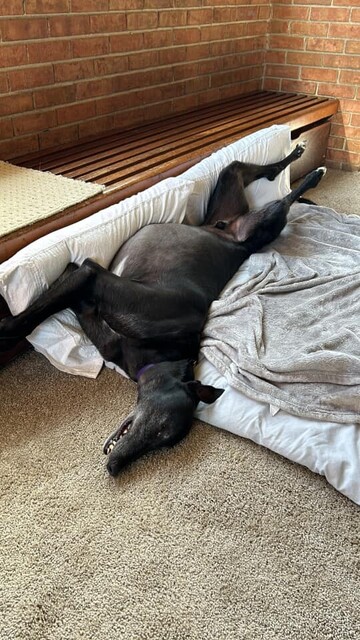 A large black greyhound boy laying upside down on a dog bed. His back legs are stretched straight out backwards and his front legs are similarly stretched out forwards, making him seem very long.