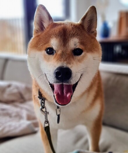 A frontal view of a Shiba Inu dog, tan ears and outside leg, white face and chest. His jaws are open and ears raised 