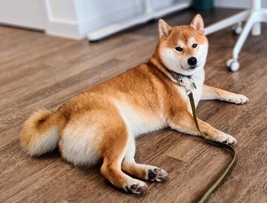 A Shiba Inu dog laying on a wooden laminate floor on his leg side facing left to right with his head raised to look back at the photographer. The upper side of his body, head and limbs are tan and darker brown while the rest of him is white.