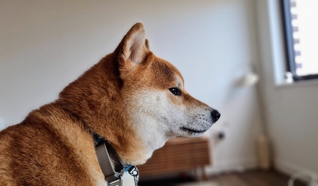 Side profile of a Shiba Inu dog looking right so we see the right side of his face. Most of his upper body is tan and darker brown but his muzzle and lower face are white, joining a patch of white on his chest.