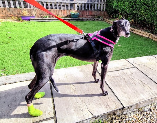 Side on photo of a black greyhound girl who's going quite grey with age. She's facing left to right so we see her right side. Her head is turned to look at the photographer. She wears a pink and black harness and has both back paws bandaged with luminous green vetwrap.