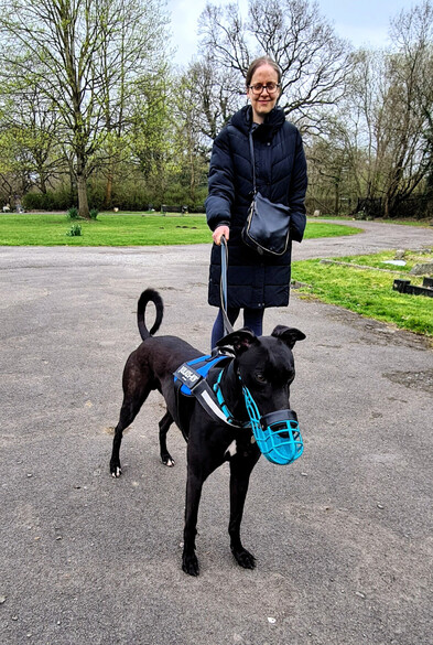A photo of a large jet black greyhound boy standing facing the camera, slightly tensed in the forward direction. He wears a blue plastic muzzle and a blue harness. His tail is curled upright. A human stands behind him holding his leash.