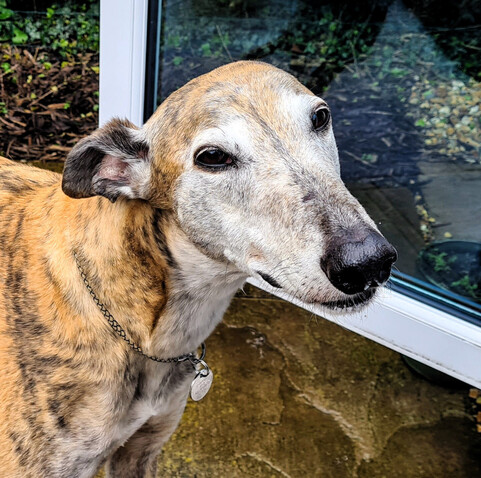 A photo of the head and shoulders of a light brindle greyhound boy facing left to right and looking at the camera
