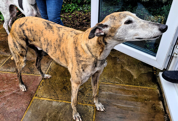 A full length photo of a light brindle greyhound boy facing left to right, looking off to the right head raised. He's standing outside on a paved garden patio and his tail is wagging.