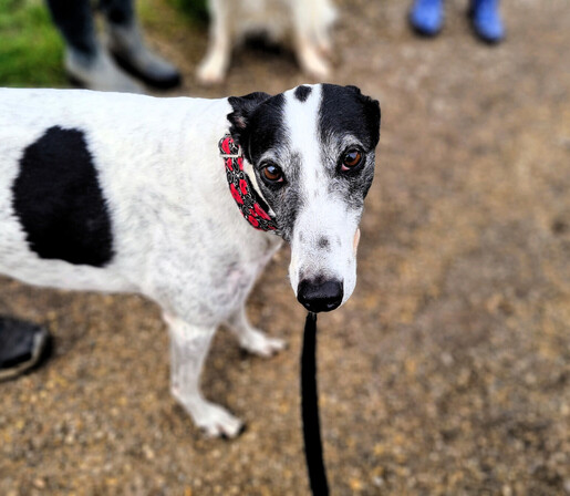 A photo of the front half of a black and white cow pattern greyhound girl standing left to right and looking up at the photographer. Her snout and body is mostly white, with black areas around both ears and eyes and a large black patch on her right flank.