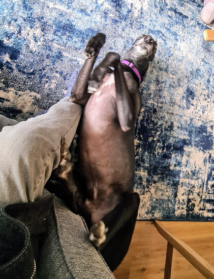 A photo of a large black greyhound boy upside down on his back next to an armchair and a human's leg. His back legs are propped against the sofa and his front legs are tucked against his chest.