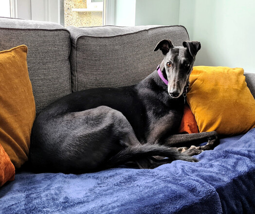 A photo of a large shiny black greyhound boy laying left to right on his left side on a sofa. He's looking at the photographer with interest and his ears are at half attention.