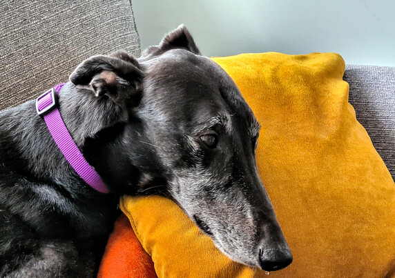 A close up photo of the head of a black greyhound boy snoozing on an orange sofa cushion. He' having trouble keeping his eyes open.