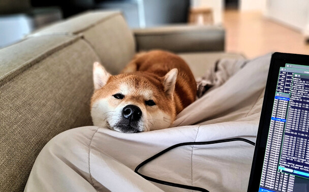 Photo of a Shiba Inu dog laying on a cream sofa resting his head on the knee of a human. He's staring at the human who is working on a laptop.