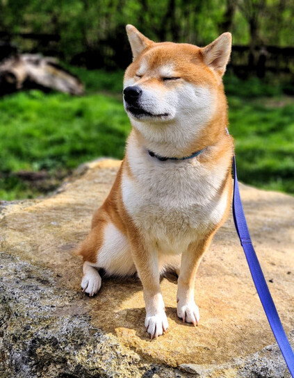Photo of a Shiba Inu dog sat on a large boulder in a parkland setting. He glances off to the left with his eyues shut against the sun.