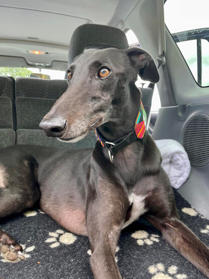 A small shiny black greyhound boy with a white chest patch sits in the boot of a car laying on his left side propped up and looking towards the left of the camera. He wears a red patterned martingale collar.