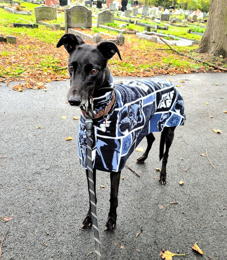 A small shiny black greyhound girl standing facing towards the legt side of the camera with her ears at half attention. She wears a Star Wars themed fleece coat in black, white and blue and a red patterned martingale collar. She stands on a tarmac path in a cemetery.
