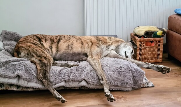 A photo of a light brindle greyhound boy asleep on his left side on a large dog bed. His head hangs off the right edge of the bed.