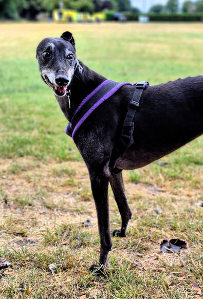 A photo of the front half of a tall but skinny black greyhound girl standing left to right turned to face off to the right hand side of the camera. She is black with a very greyed face. She wears a black harness with purple edging. She's standing in a field of mown grass.