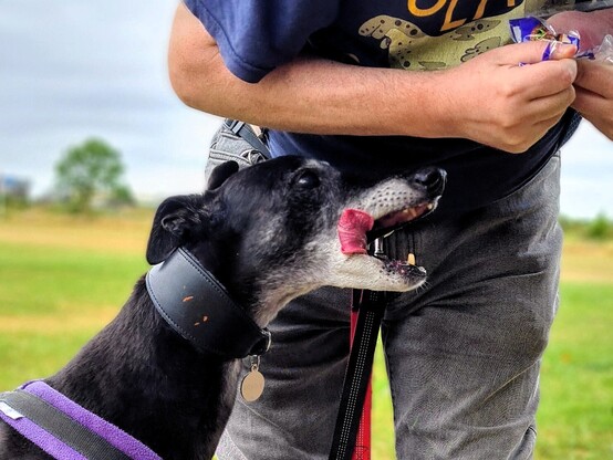 A close up side on photo of the head and shoulders of a large black greyhound girl with a very greying face. She is crowding in towards a human who is opening a packet of cooked meat, her eyes upturned to the snack with her jaws open and tongue licking out of the near side of her jaw.