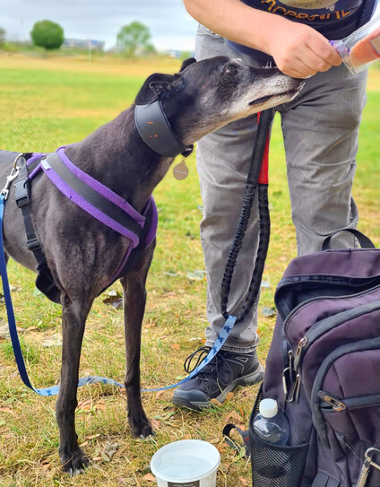 A head on photo of the front three quarters of a tall but skinny black greyhound girl with a very greying face, pushing her snout eagerly into the hands of a human (seen only from the waist down) who is opening a packet of cooked meat. Her eyes are focused intently on the snack.