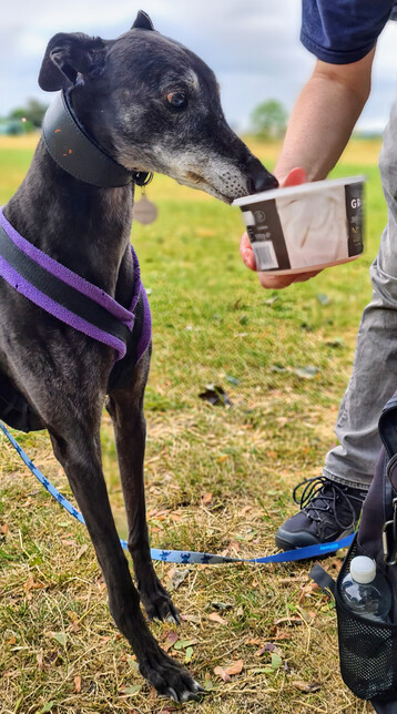 A head on photo of the front half of a tall but skinny black greyhound girl who is stretching herself up at full height to press her snout into a plastic tub held near by a human. Her eyes are wide gazing at the contents of the tub. A small section of pink meat can be seen poking over the edge of the tub.