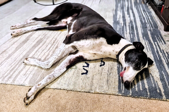 A large cow pattern greyhound boy laying on his left side on a rug head and front legs closest to the camera. His eyes are closed and his tongue pokes out of the right (upper) side of his jaw.