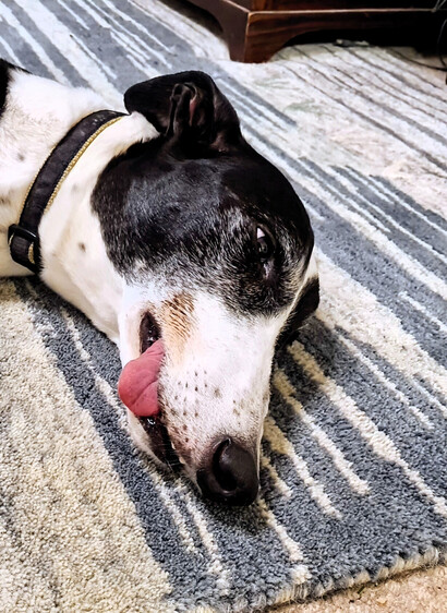 A close up photo of the head of the same large cow pattern greyhound boy from the previous photo. His right eye and ear have a dark patch while the rest of his head is white.  In this photo he has just opened his eye slightly. His tongue has retracted a little but still peeks out of the upper (right) side of his jaw.