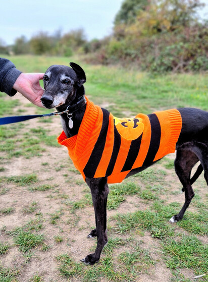 A large black greyhound girl stads side on to the camera facing left to right looking at the photographer. She wears a short jacket in orange and black strips with a large pumpkin motif in the middle of her back. A human reaches in from the right to pet her behind her right ear.