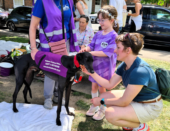 A side on photo of a large black greyhound boy. He stands facing left to right on a thin white blanket on scrubby grass. He wears a red Martingale collar and a purple racing jacket with the details of a charity on it:
Wimbledon Greyhound Welfare
ADOPT A GREYHOUND
www.hershamhounds.org.uk
A huma stands behind him wearing a matching purple hi-vis jacket and blue t-shirt also with logo of the charity. Her right hand is resting on the dog's middle back.
A young girl with a flower crown in her ha…