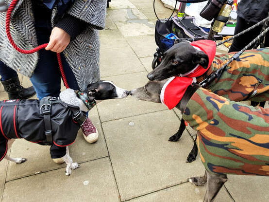 A photo of a side on view of two greyhounds greeting a whippet ina  paved street. The greyhounds face roght to left and tower over the much smaller whippet. They are both dressed in matching camouflage pattern fleeces and are wearing red and white Santa-style snoods around their necks. The greyhound in the foreground is blue in colour while the one behind her is shiny black. The whippet is cow pattern black and white and is gently touching the blue greyhound's snout with its snout.