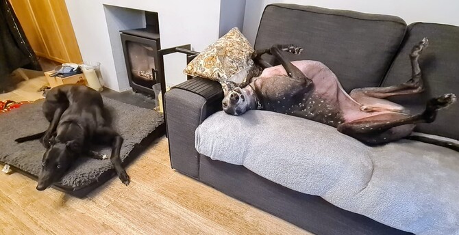 A photo of a large shiny black greyhound girl (Vole) laying on her belly on a dog bed facing the camera. On the sofa to her left a large black greyhound boy (Silver) with snowflake markings is laying on his back exposing his bald belly. His back legs are pointing straight up, his front legs tucked in to his chest, and his head is tilted towards the camera with teeth exposed